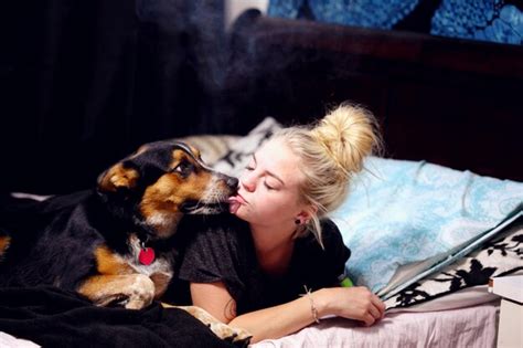 Premium Photo Pembroke Welsh Corgi Licking Woman On Bed