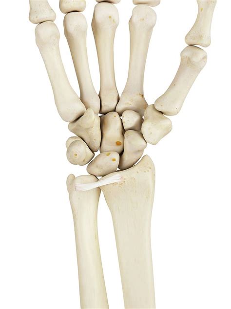 Human Wrist Bones Photograph By Sciepro Pixels
