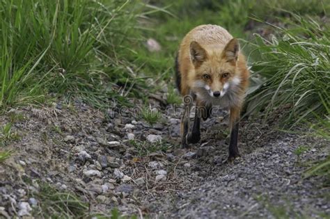 Red Fox Of San Juan Islands Stock Photo Image Of Hunting Islands