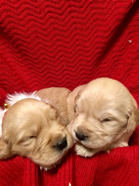 I will tell you from my experiences goldens are hands down the best family dog period. Golden Retriever Puppies For Sale | Beaver Falls, PA #286477