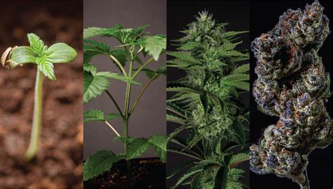 Transplant on a cloudy day or late afternoon when the. The Life Cycle Of A Cannabis Plant From Seed To Harvest ...
