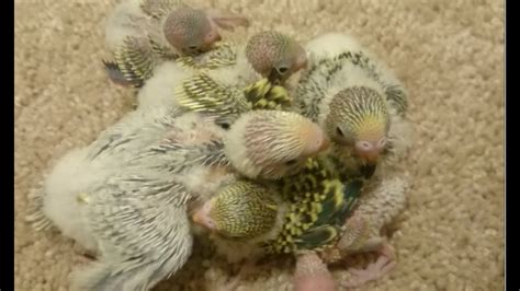 Cute Little Baby Parakeets New Born Hatched Two Weeks Ago Youtube