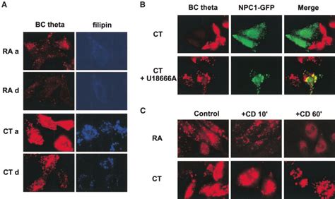 Intracellular Staining Of Chinese Hamster Ovary Cho Cells By Bc In