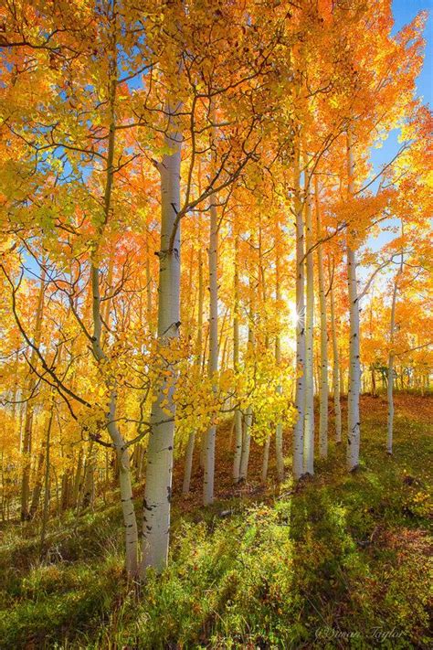 Utah Photography Oversized Fall Wall Art Golden Aspen Trees Etsy