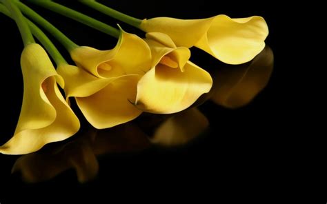 Calla Lily Full Hd Wallpaper And Background Image 1920x1200 Id367458