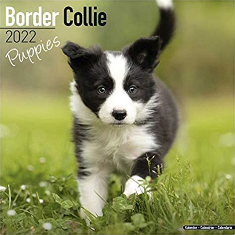 Kalendarz Border Collie Puppies 2022 Calendar Na Bazarekpl