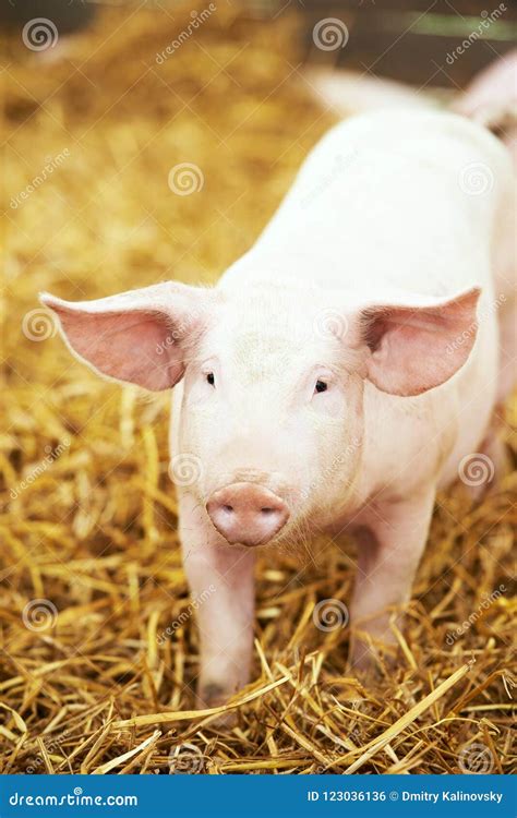 Young Piglet On Hay And Straw At Pig Breeding Farm Stock Photo Image
