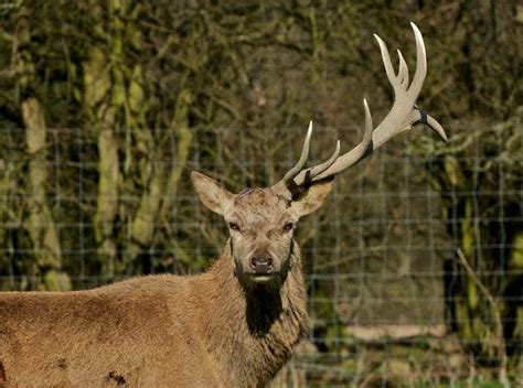 British Wildlife Centre ~ Keepers Blog What Do You Call A Deer With