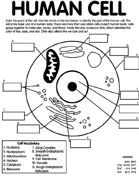 Cell Coloring Sheets Biology