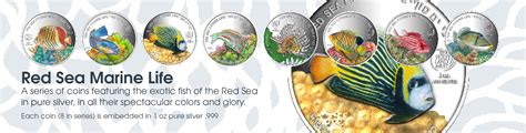 Red Sea Marine Life Collectible