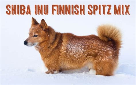 Shiba Inu Finnish Spitz Mix Facts And Information My First Shiba Inu
