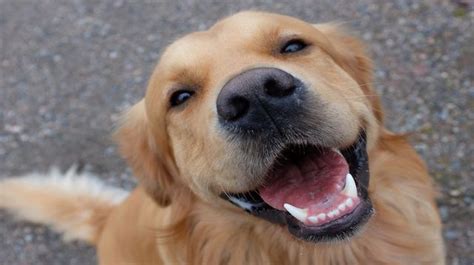 Golden Retrievers And Lifetime Cancer Study — Hope For A Canine Killer