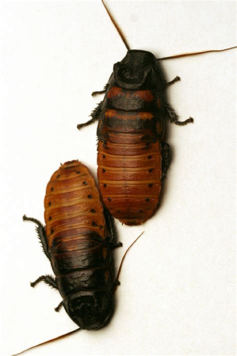 Identifying Cockroaches Pictures Roach Cockroach Insect