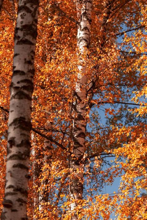 Red Leaves On Birch Trees In Autumn Stock Photo Image Of Scenery