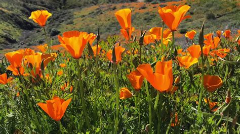 So if your post is in a top five spot you'll win a customized mug that has your. Poppy Fields Bloom in Lake Elsinore, California 2-23-2019 ...