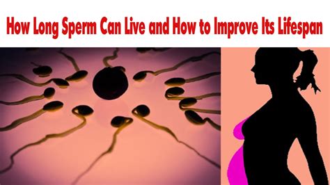 How Long Sperm Can Live And How To Improve Its Lifespan Youtube