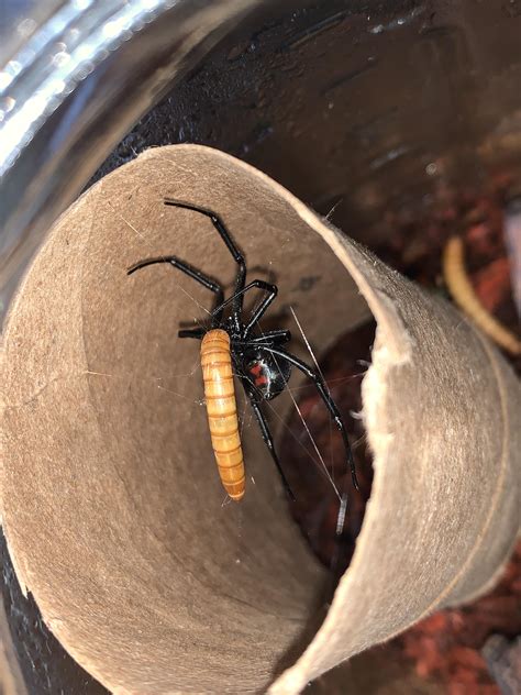 Recently Acquired A Western Black Widow I Fed Her A Meal Worm Spiders