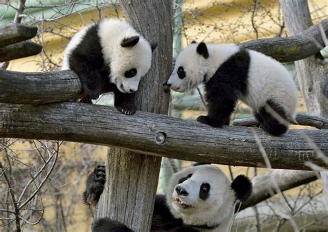 Hopes Rise For Safe Birth By Japans Probably Pregnant Panda Asia News