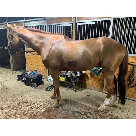 What You Need To Know About Body Clipping Your Horse. - The Farm House ...