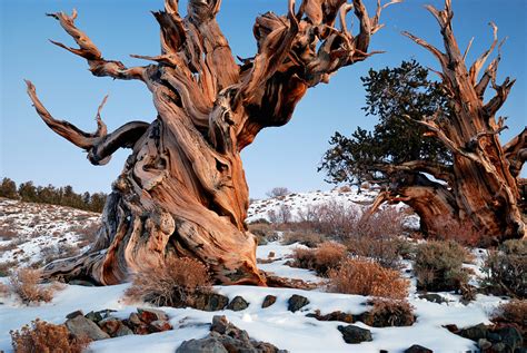 10 Of The Worlds Most Fascinating Trees Tentree
