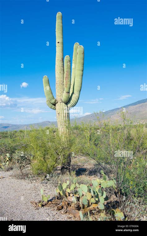 Giant Saguaro Cactus In Sonoran Desert In Southern Arizona Stock Photo