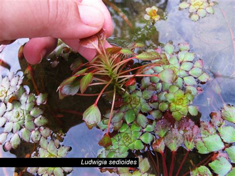 The World Is Just Awesome Ludwigia Sedioides