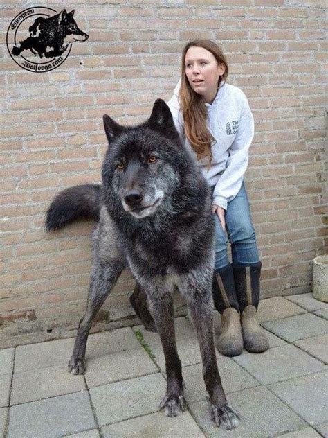 Black Timber Wolf German Shepherd Mix