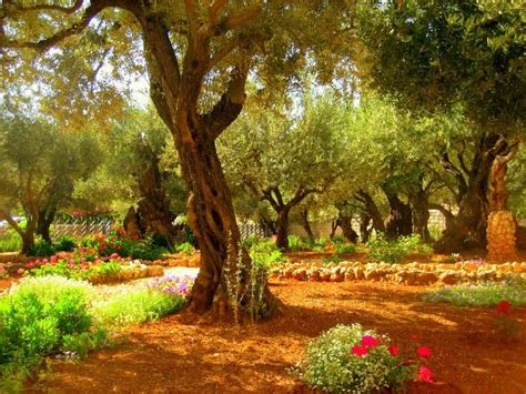 Garden Of Gethsemane Scripture Gardening