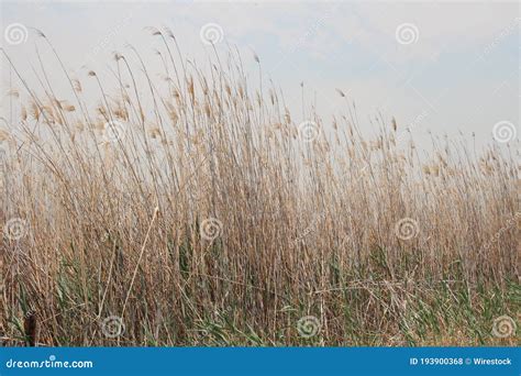 View Of Dried Grasses Stock Photo Image Of Dried Nature 193900368