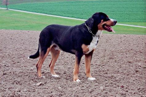 Grosser Schweizer Sennenhund Wikipedia Großer Schweizer Sennenhund
