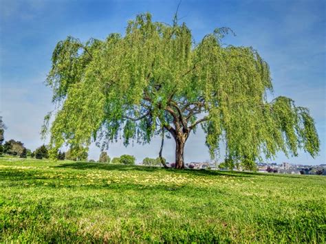 How To Care For A Weeping Willow Tree Hunker