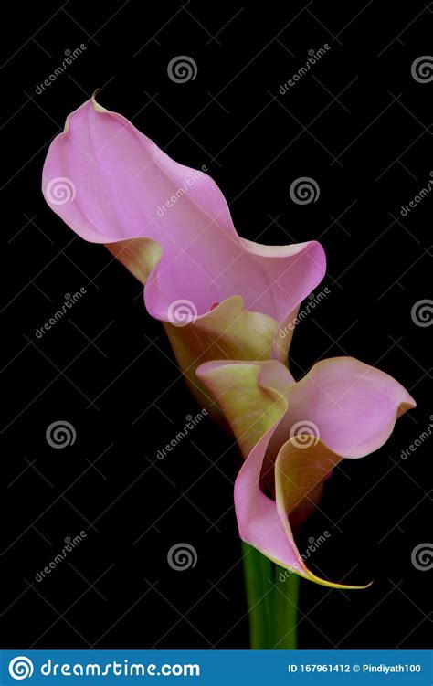 Curls And Curves Of A Beautiful Pair Of Pink Calla Lilies Stock Photo