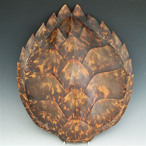 Hawksbill Sea Turtle Facts and Pictures | Reptile Fact