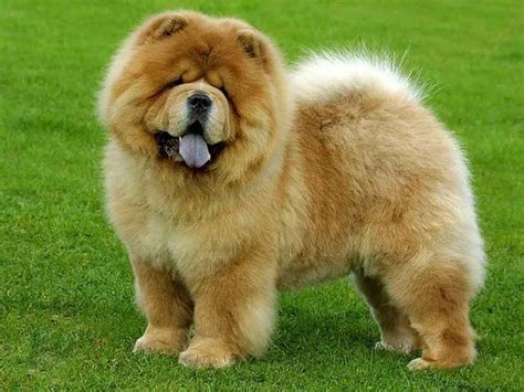 Chow Chow Dog Breed Information And Facts Pictures Pets Feed