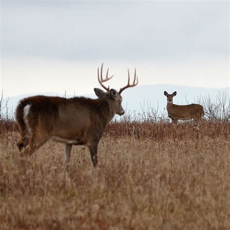 Do Whitetail Bucks Ever Mate With Their Own Doe Offspring