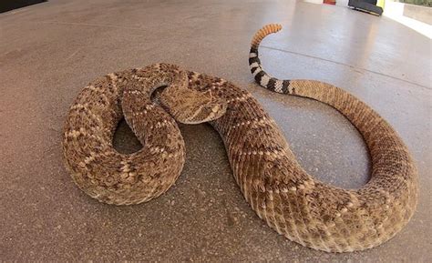 New Rattlesnake Presentations Phoenix Zoo