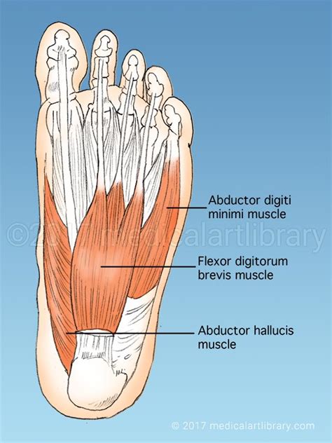 Foot Muscles Medical Art Library