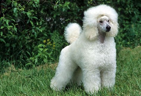 Types Of Poodles Breed Information Pictures And Characteristics