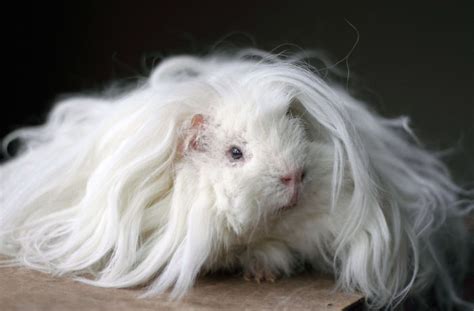 25 Cutest Guinea Pigs With Majestic Hair Mutually