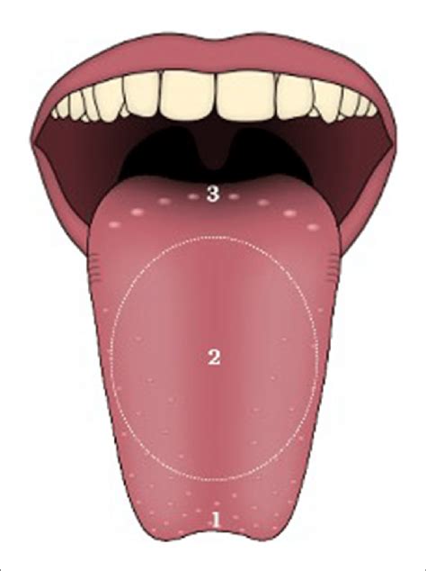 Tongue Anatomy Tongue Tip 1 Tongue Body 2 And Tongue Root 3