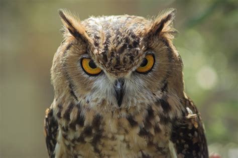 Free Photo Owl Staring Animal Bird Nature Free Download Jooinn