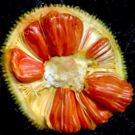 Buy Jackfruit Sidhu Bud Fruit Plant Greens Of Kerala