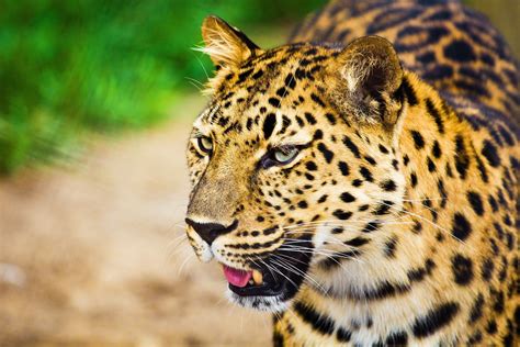 Beauty Cute Amazing Animal Leopard Animal Wallpapers Hd Desktop