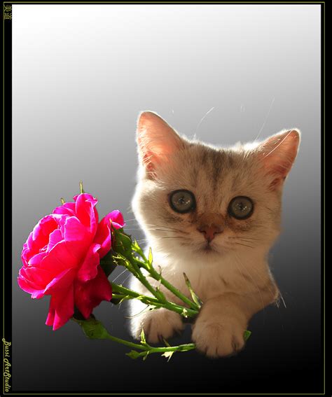 Rosess Cat By Bussiartstudio On Deviantart