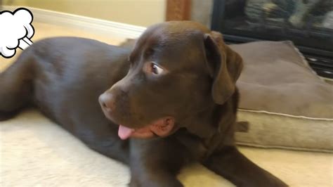Dog Gets Scared By His Own Fart Super Funny Youtube