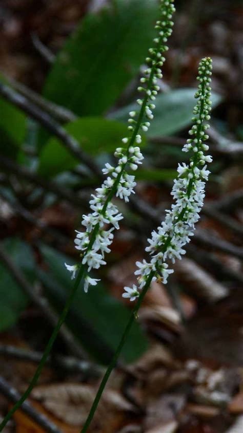 Galax Galax Urceolata Blooms Western Carolina Botanical Club