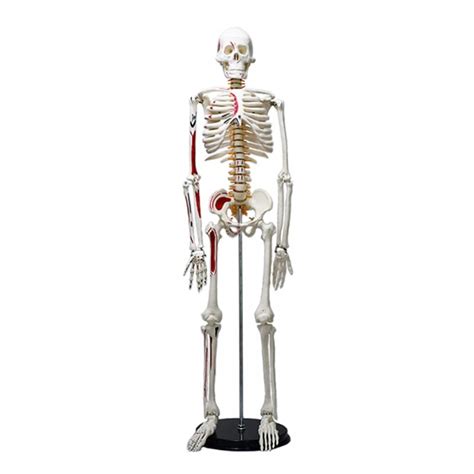 Human Skeleton Model With Painted Muscles Origins And Insertions 85cm