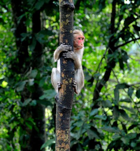 Shallow Focus Photography Of Monkey On Tree · Free Stock Photo