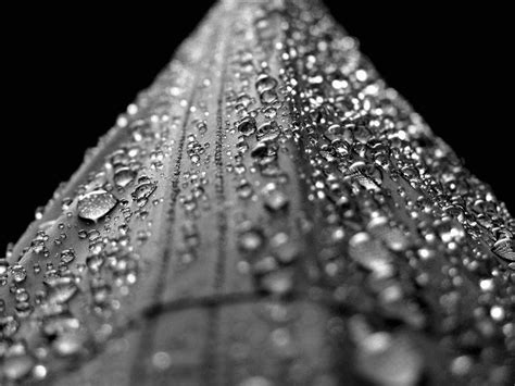 Droplet Dew Liquid Black And White Rain Image Free Photo