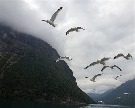 Seagulls Birds Sea Fjord Norway Hd Wallpaper Peakpx